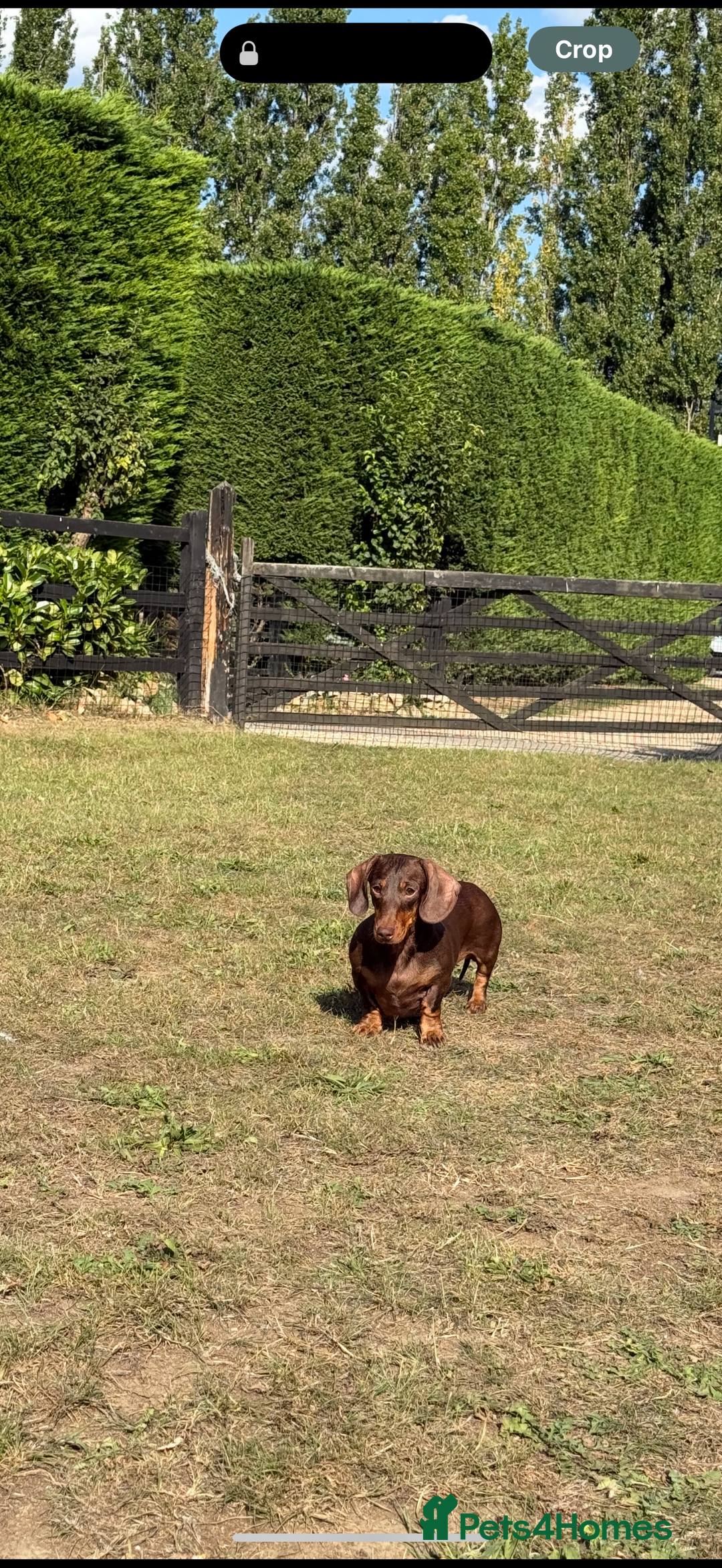 Mixed Breed dogs for sale: 🐾 Gorgeous Doxiepoo Puppies – Ready 07/08! 🐾 - Image 22