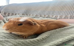 Guinea Pig rodents for sale: Two bonded male guinea pigs along with full set up - Image 2