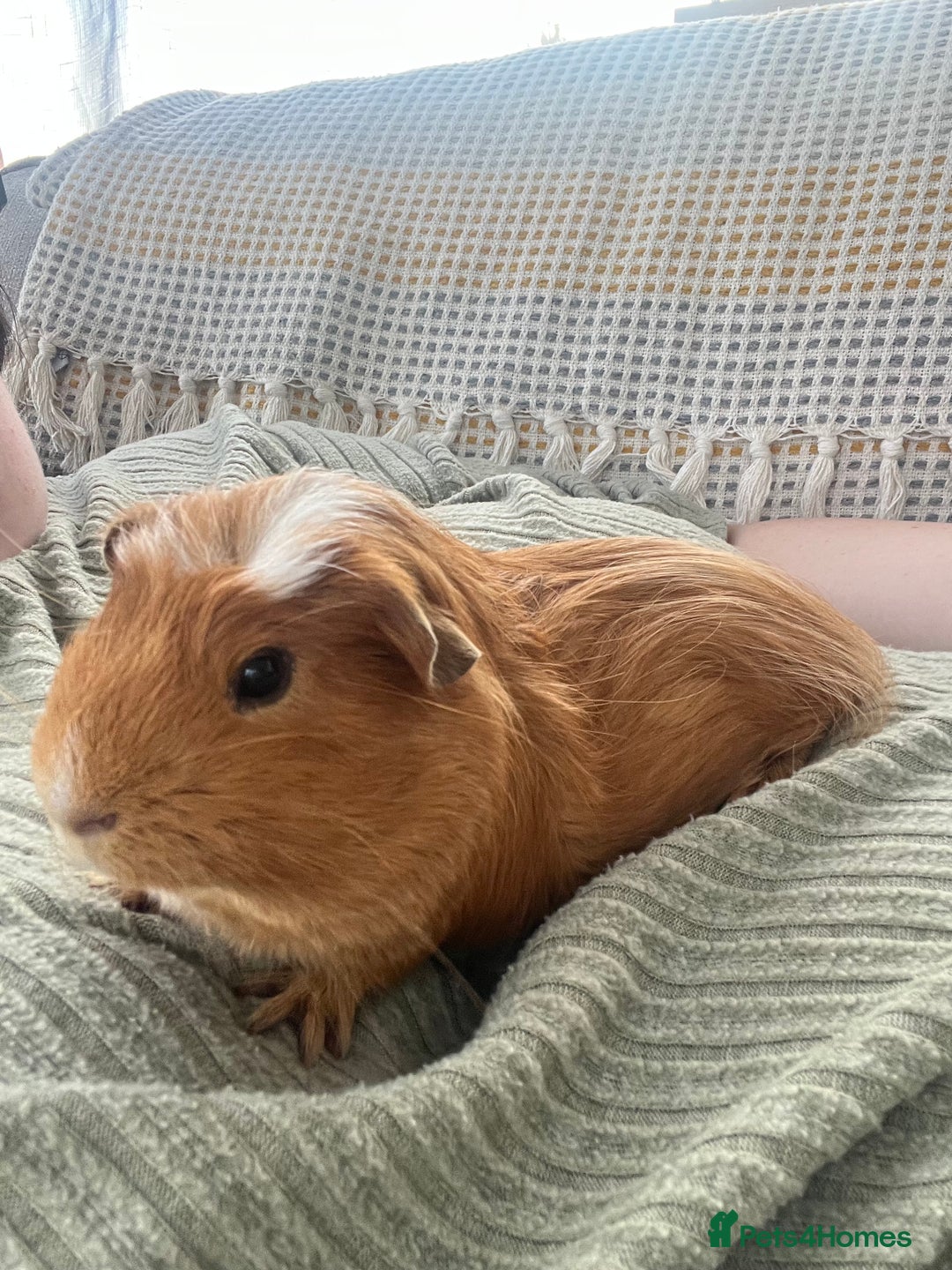 Guinea Pig rodents for sale: Two bonded male guinea pigs along with full set up - Image 2