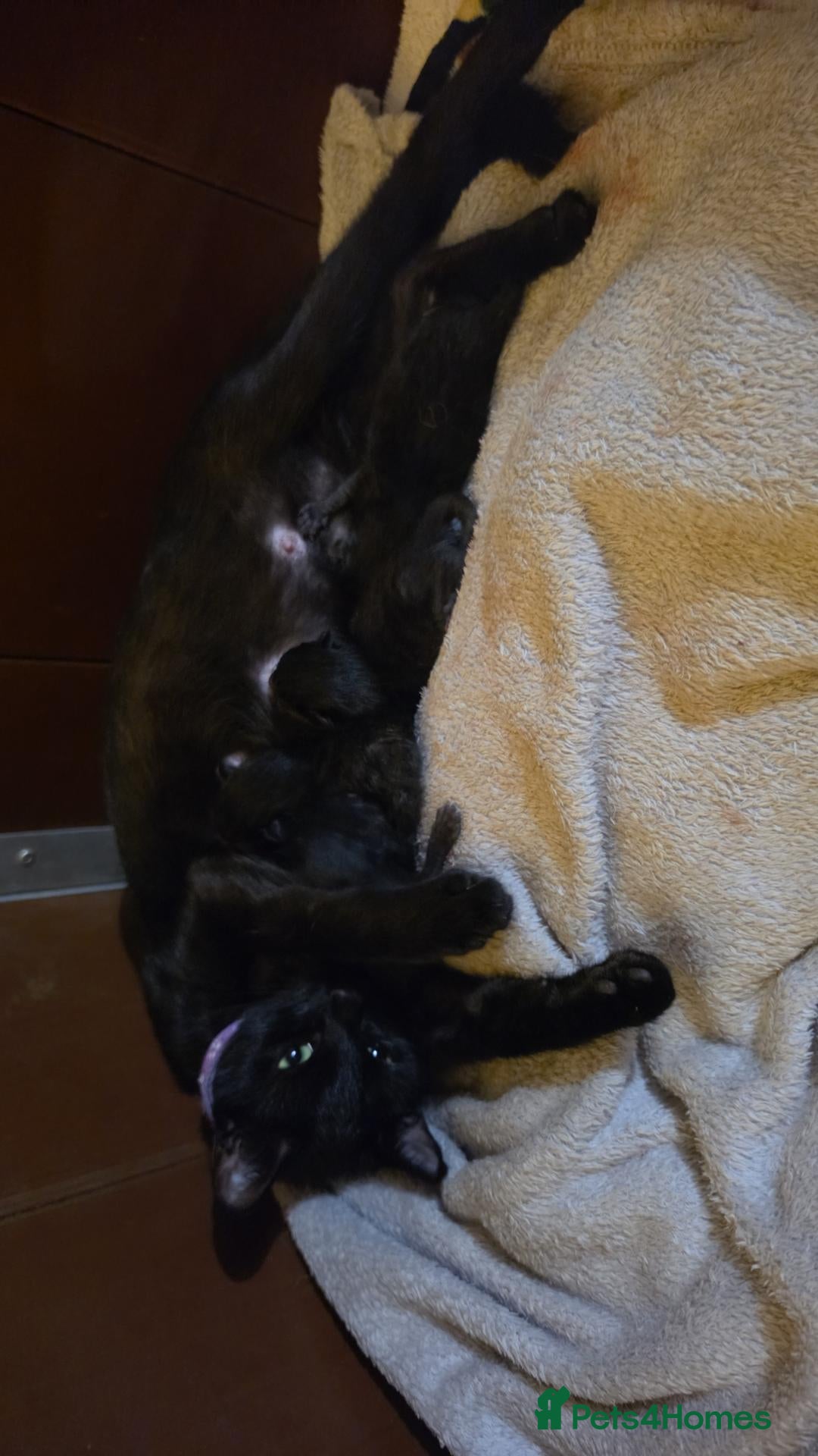 Mixed Breed cats Beautiful Kittens Looking for Their Forever Homes  - Advert 2