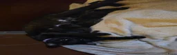 Mixed Breed cats for sale: Beautiful Kittens Looking for Their Forever Homes  - Advert 1