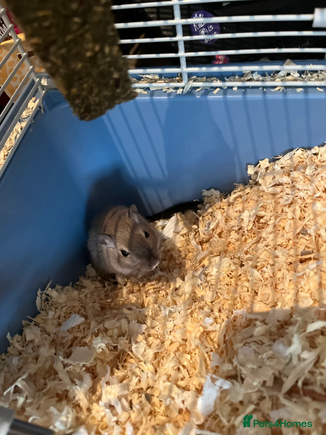 Gerbil rodents for sale: Two Male Gerbils - Advert 2