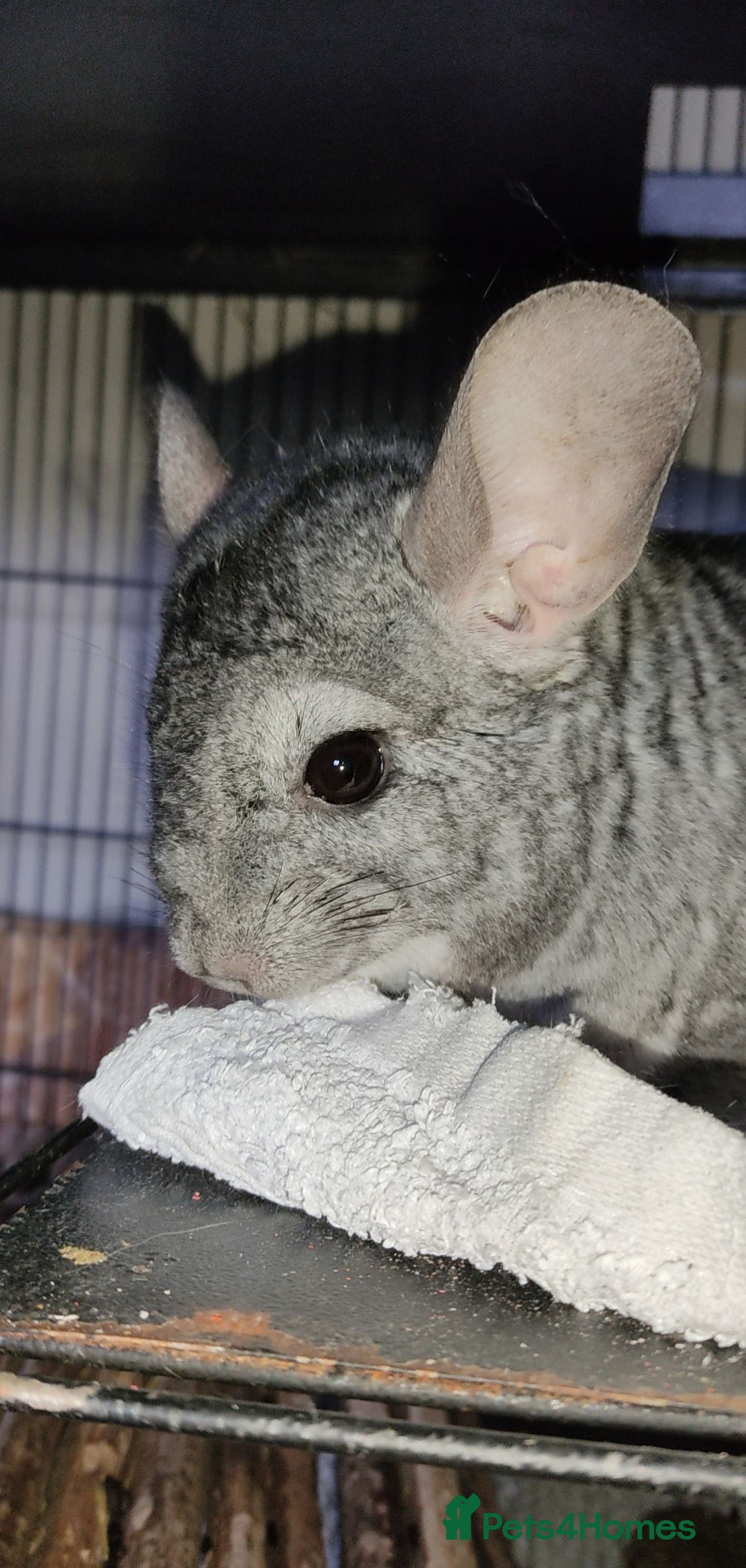 Chinchilla rodents for sale: Two Male Chinchillas - Advert 4