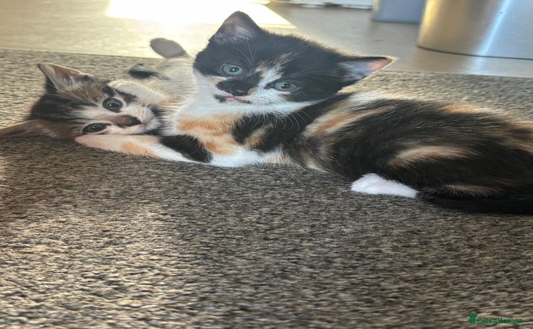 Domestic Shorthair cats - Advert 7