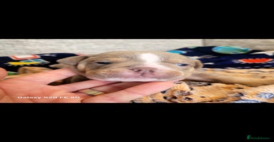 Olde English Bulldogge dogs - Advert 4