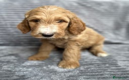 Goldendoodle dogs for sale: STUNNING GOLDEN DOODLES READY NOW - Image 3