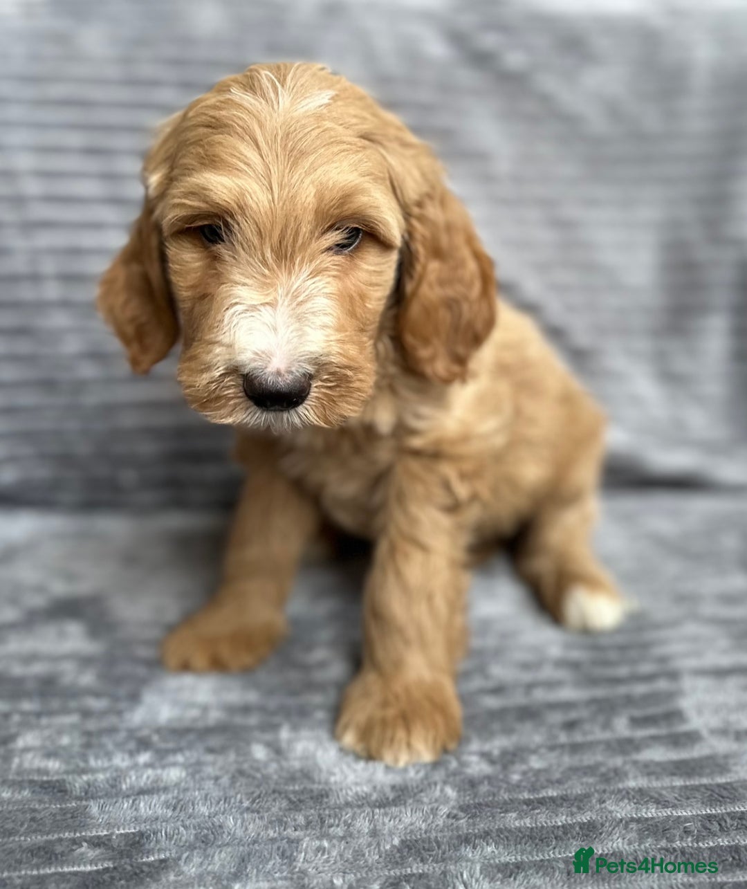 Goldendoodle dogs for sale: STUNNING GOLDEN DOODLES READY NOW - Image 3
