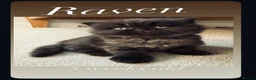 British Longhair cats for sale: Stunning Black long haired female  - Advert 1