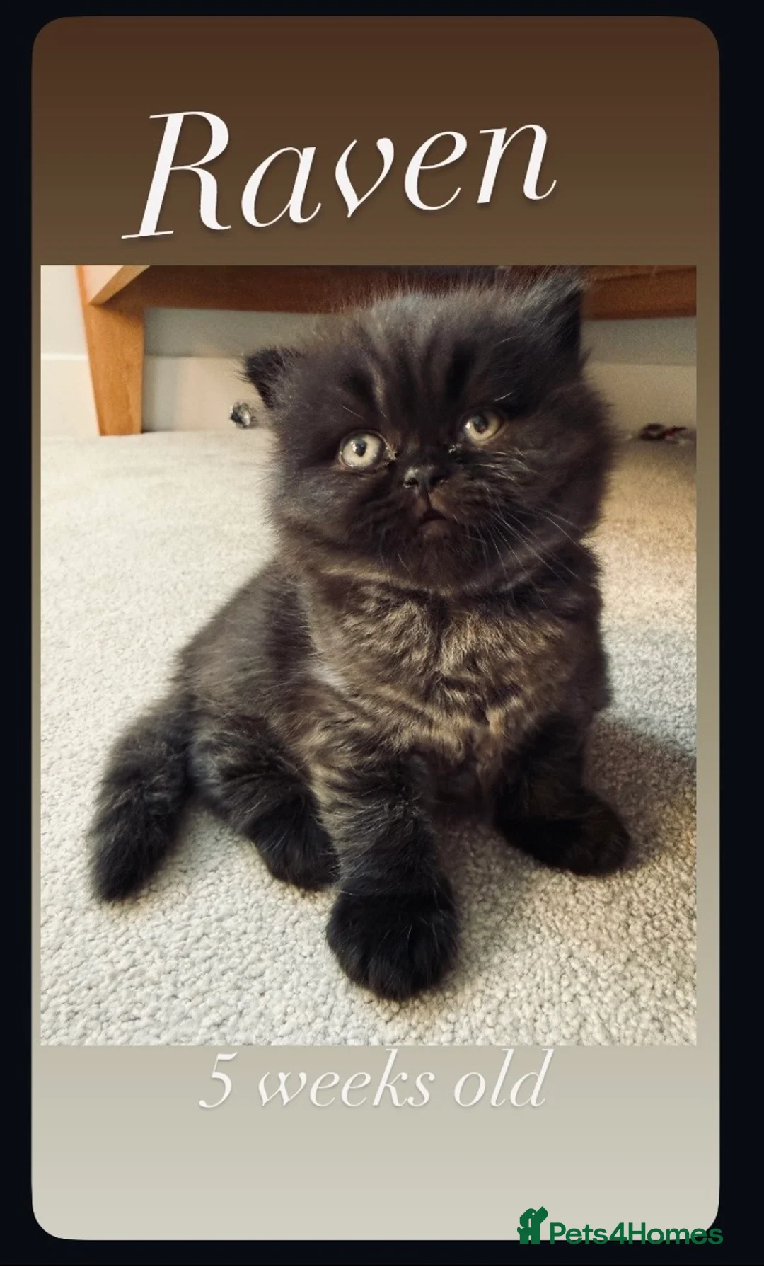 British Longhair cats for sale: Stunning Black long haired female  - Advert 1