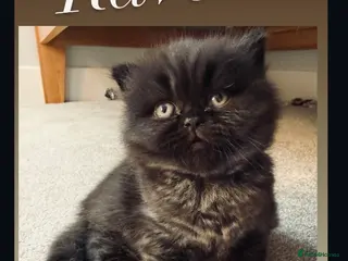 British Longhair cats Stunning GCCF Registered black BLH kitten. - Advert 5