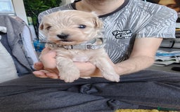 Maltipoo dogs for sale: F1B Toy Maltipoo  - Image 16