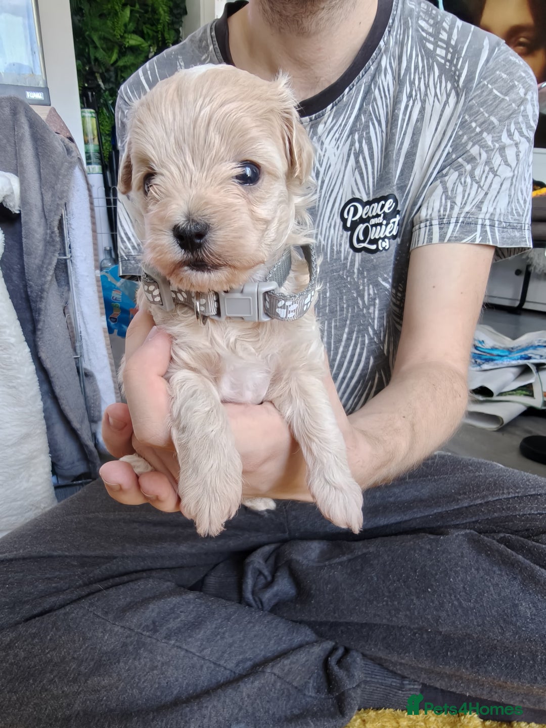Maltipoo dogs for sale: F1B Toy Maltipoo  - Image 16