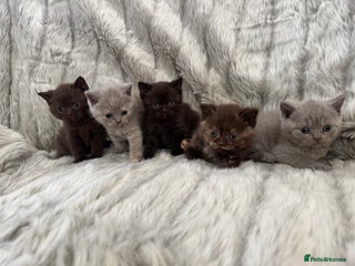 British Shorthair cats - Advert 23