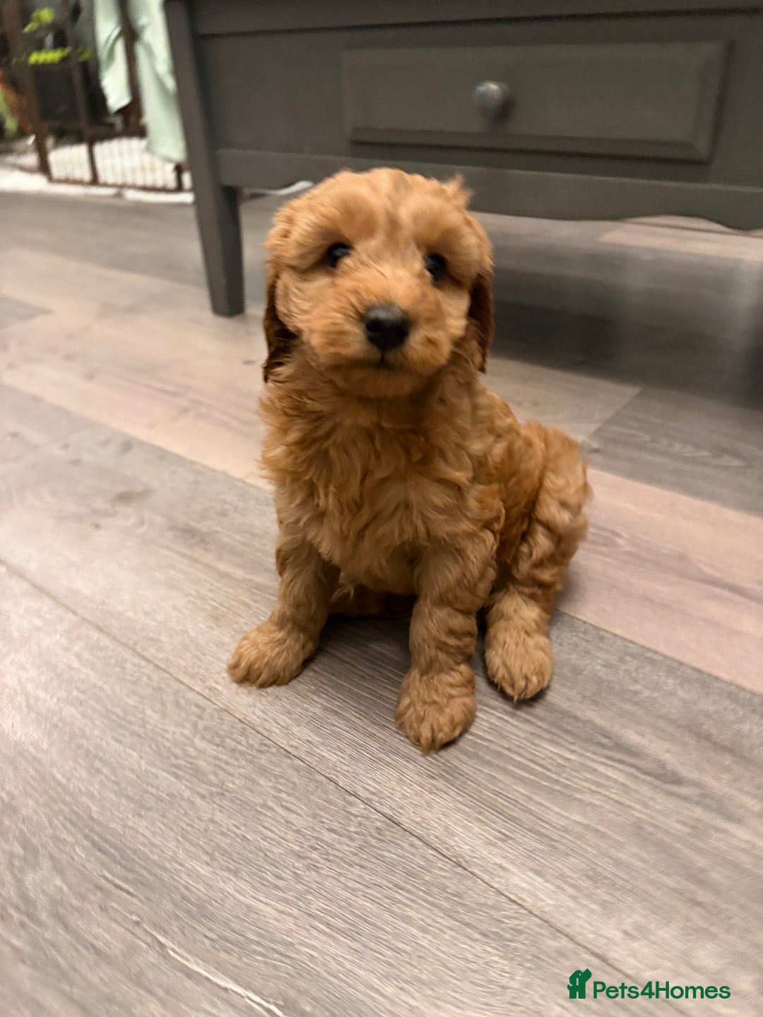 Labradoodle dogs for sale: Miniature labradoodle puppies  - Advert 19