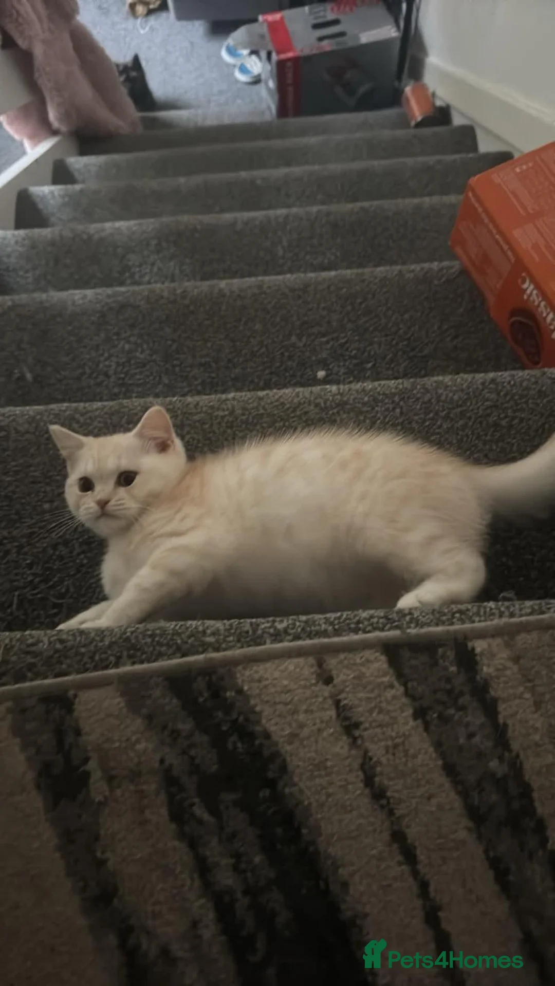 Scottish Fold cats for sale: Three lovly sister looking for their new home.  in Fort William - Advert 2