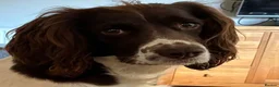 Sprocker dogs for sale: Gorgeous Sprocker Puppies - Advert 3