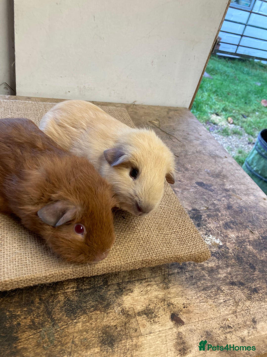 Guinea Pig rodents for sale: Californian Guinea pigs - Advert 5