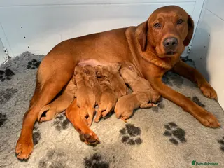 Labrador Retriever dogs Fox Red Labrador Pups For Sale - Advert 1