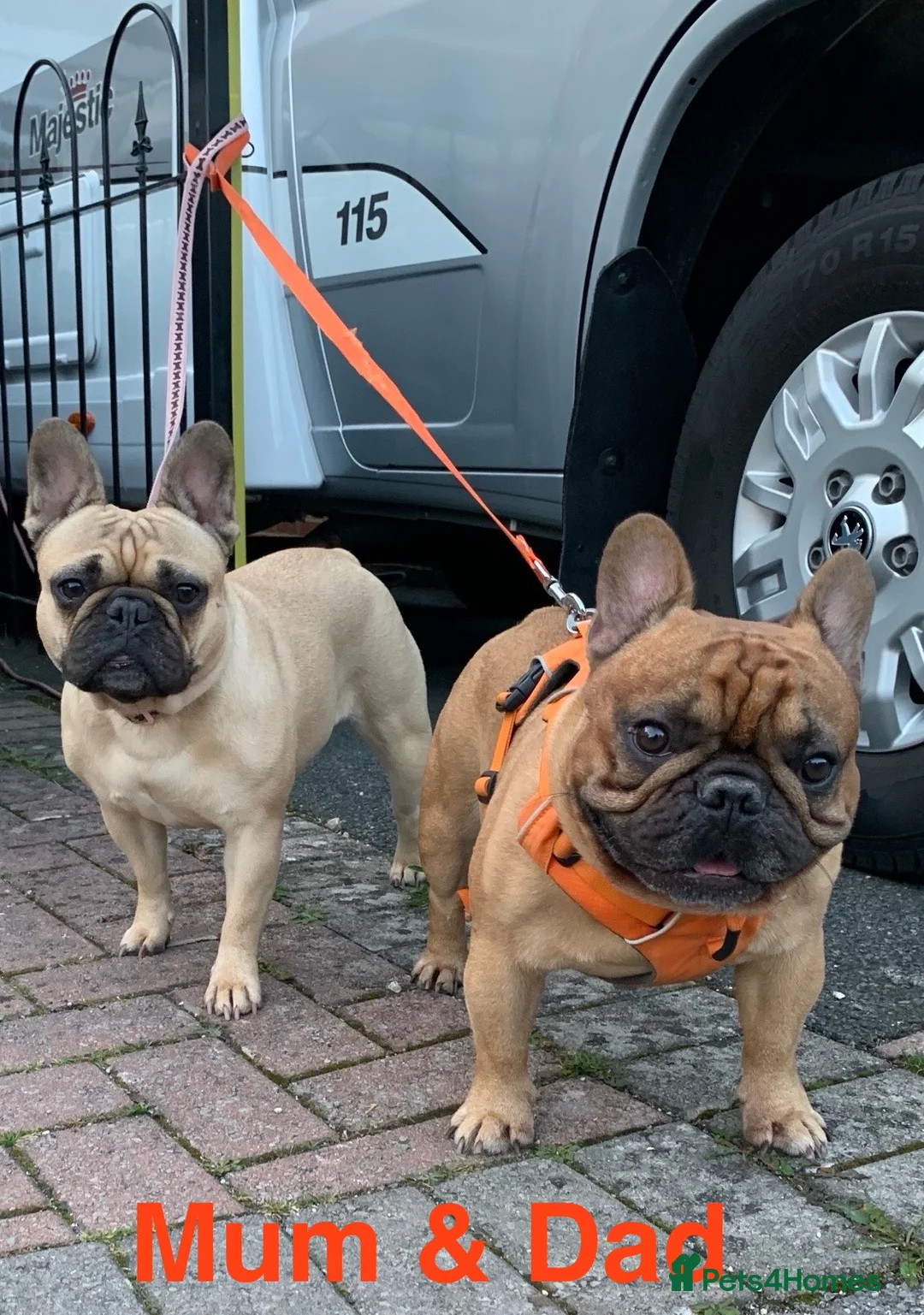 French Bulldog dogs for stud: Denzel- Open for Stud- PROVEN. Son of Super Ted  in Gillingham - Advert 11