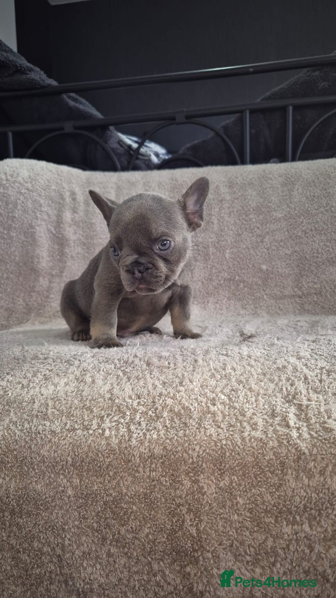 French Bulldog dogs for sale: French Bulldog puppies  - Advert 12