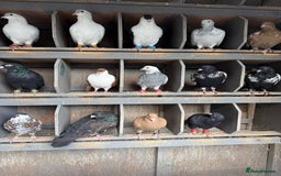 Pigeons birds for sale: Pigeons in Manchester - Image 14