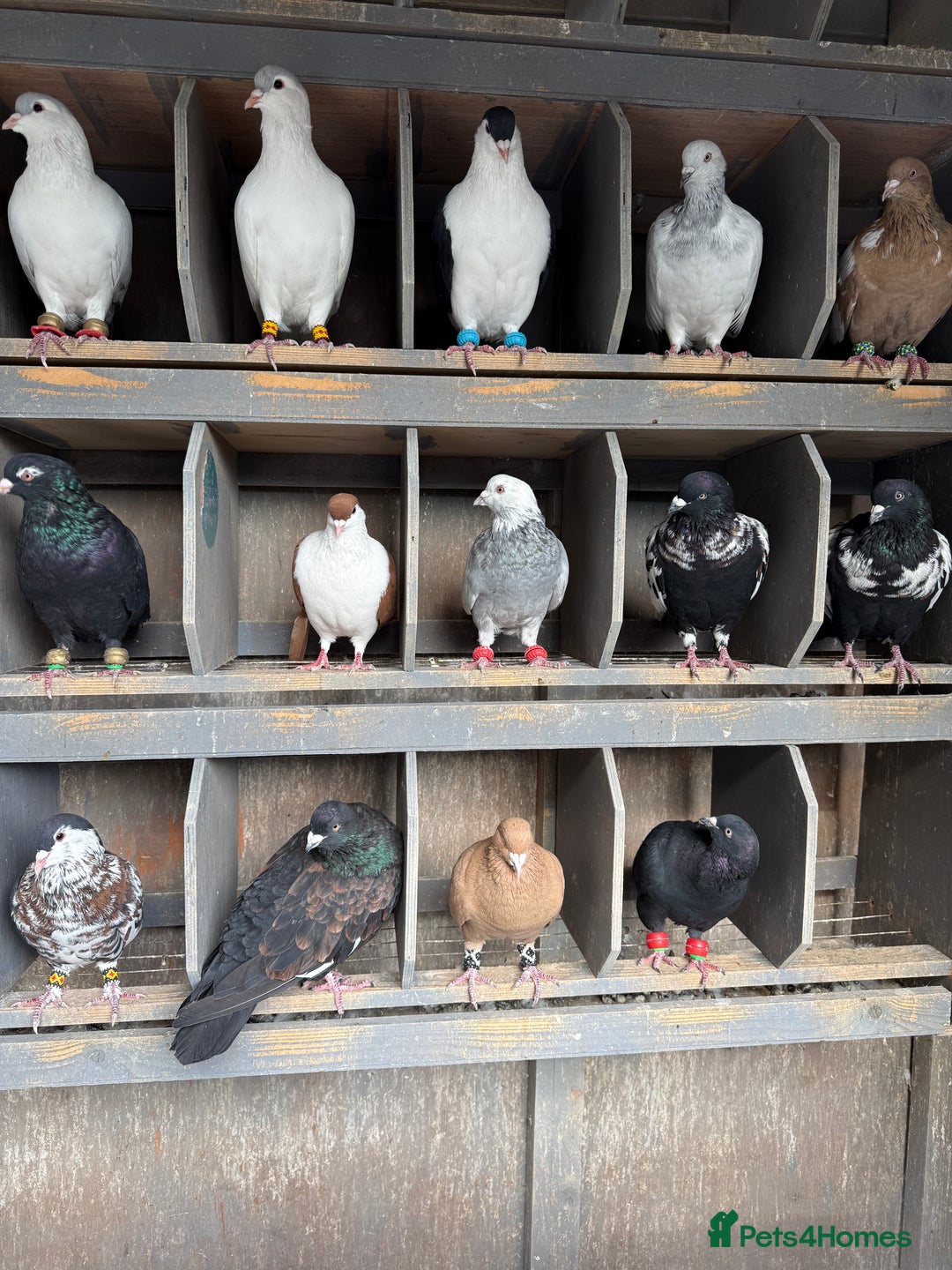 Pigeons birds for sale: Pigeons in Manchester - Image 14