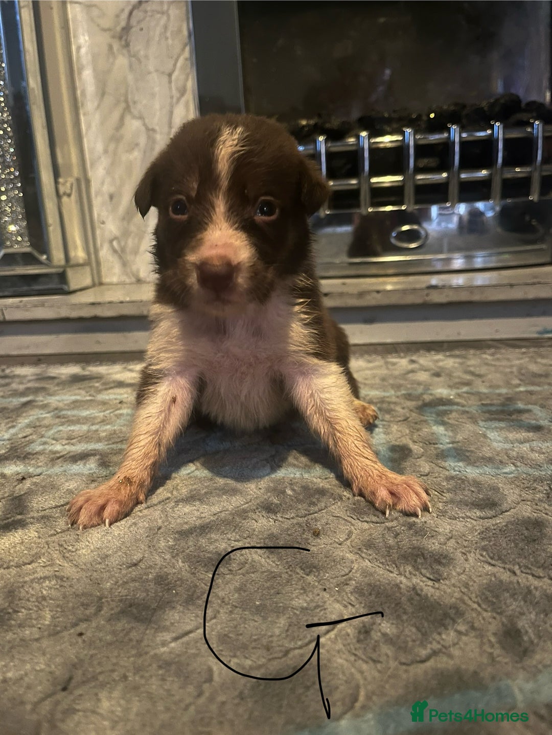 Border Collie dogs for sale: Border collie puppies - Image 9