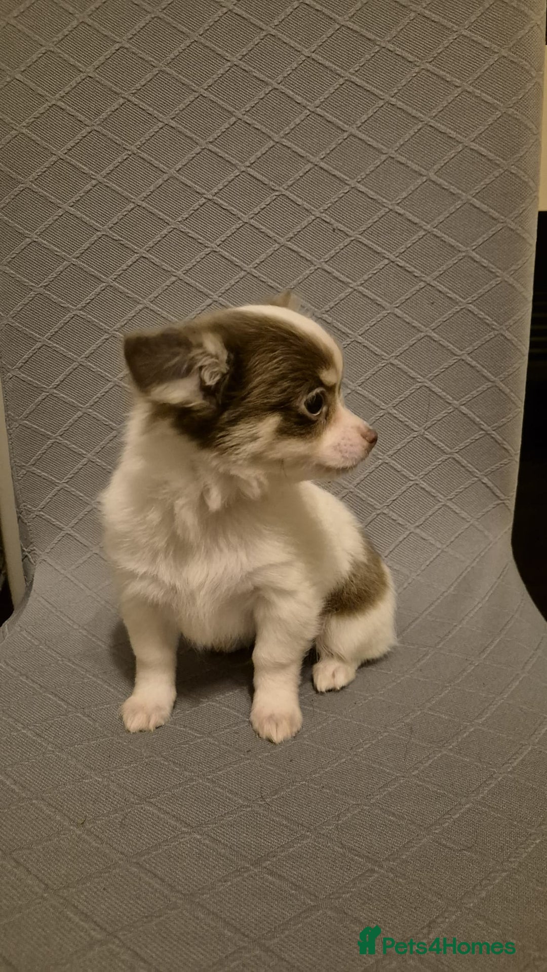 Chihuahua dogs for sale: Beautiful fluffy chihuahua puppies  - Advert 7