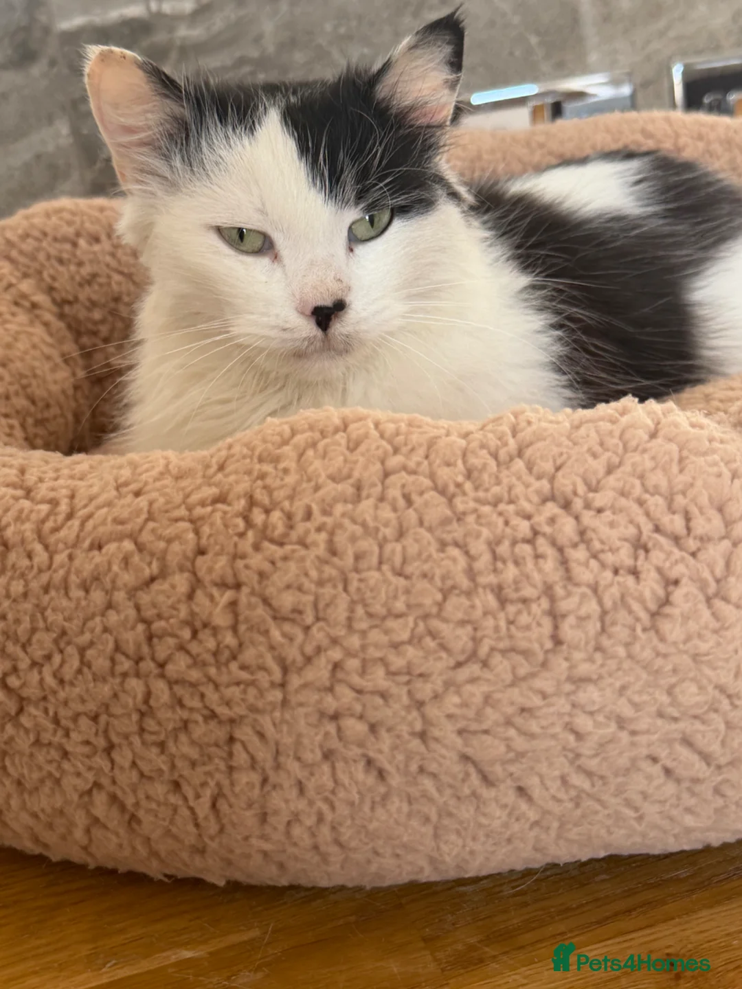 British Longhair cats for sale: Mimis beautiful litter  - Advert 4