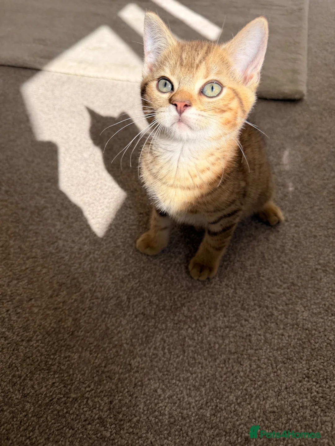 British Shorthair cats for sale: 2 adorable kittens  in Eastleigh - Advert 7