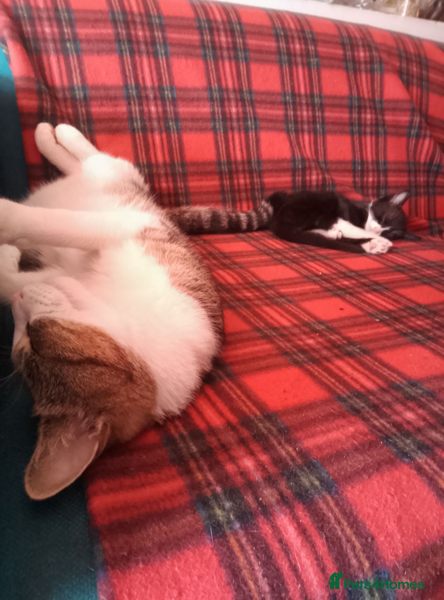 Mixed Breed cats Kitty's  - Advert 20