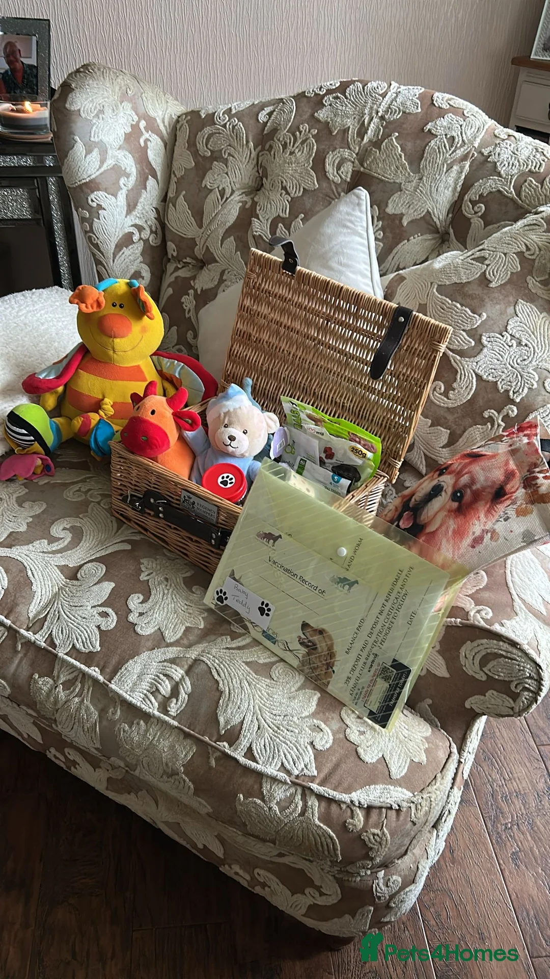 Chow Chow dogs for sale:  READY NOW amazing cream chow chow boy - Advert 16