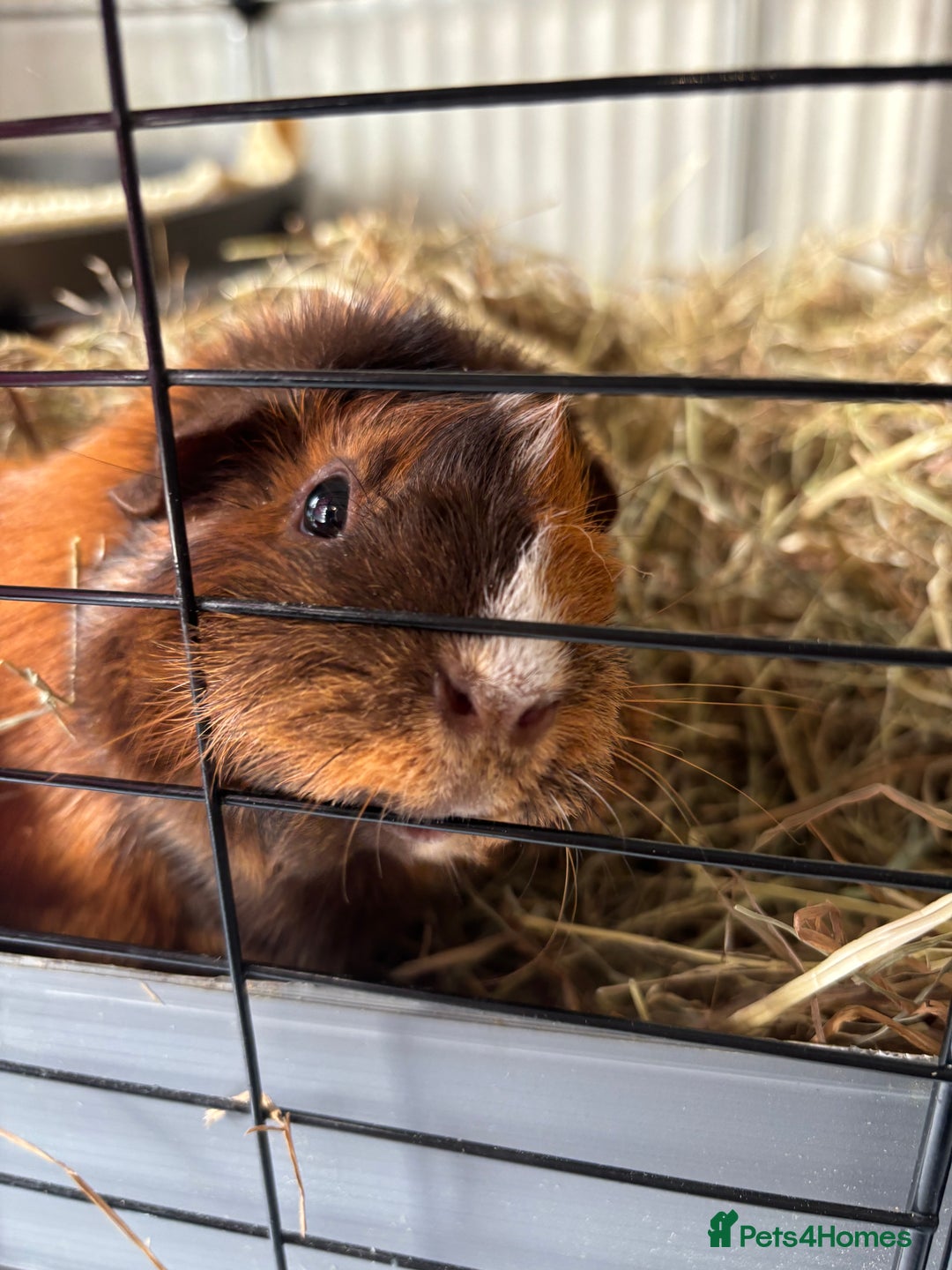 Guinea Pig rodents for sale: 4 girl guinea pigs plus cage and accessories  - Image 3