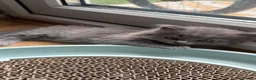 British Longhair cats for sale: Stunning Blue BritishLonghair Kittens  - Advert 17