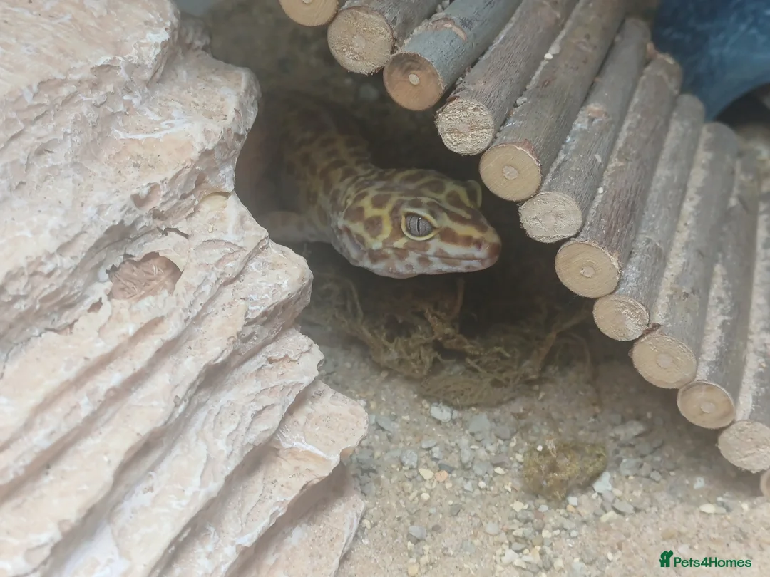 Leopard Gecko reptiles for sale: 2 Leopard geckos in Aldershot - Advert 4