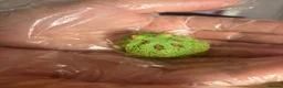 Frog reptiles for sale: Pac-Man Juveniles Available! CB25 - Advert 5