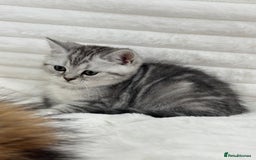 British Shorthair cats for sale: GCCF British short hair kittens for loving homes  - Image 6