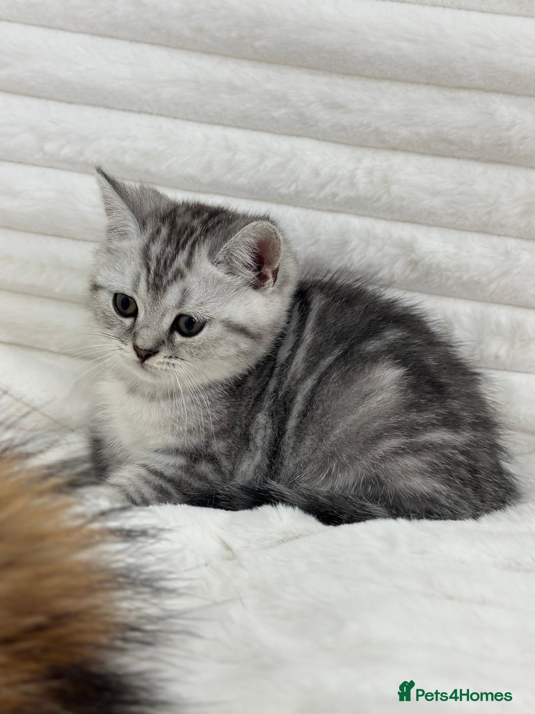 British Shorthair cats for sale: GCCF British short hair kittens for loving homes  - Image 6