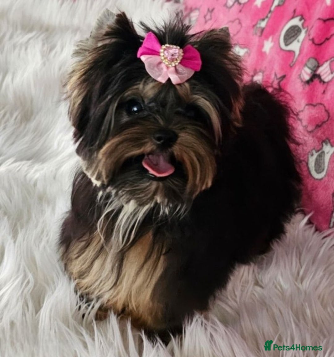 Yorkshire Terrier dogs for sale: Tiny Miniature Yorkshire Terrier puppies  - Image 13