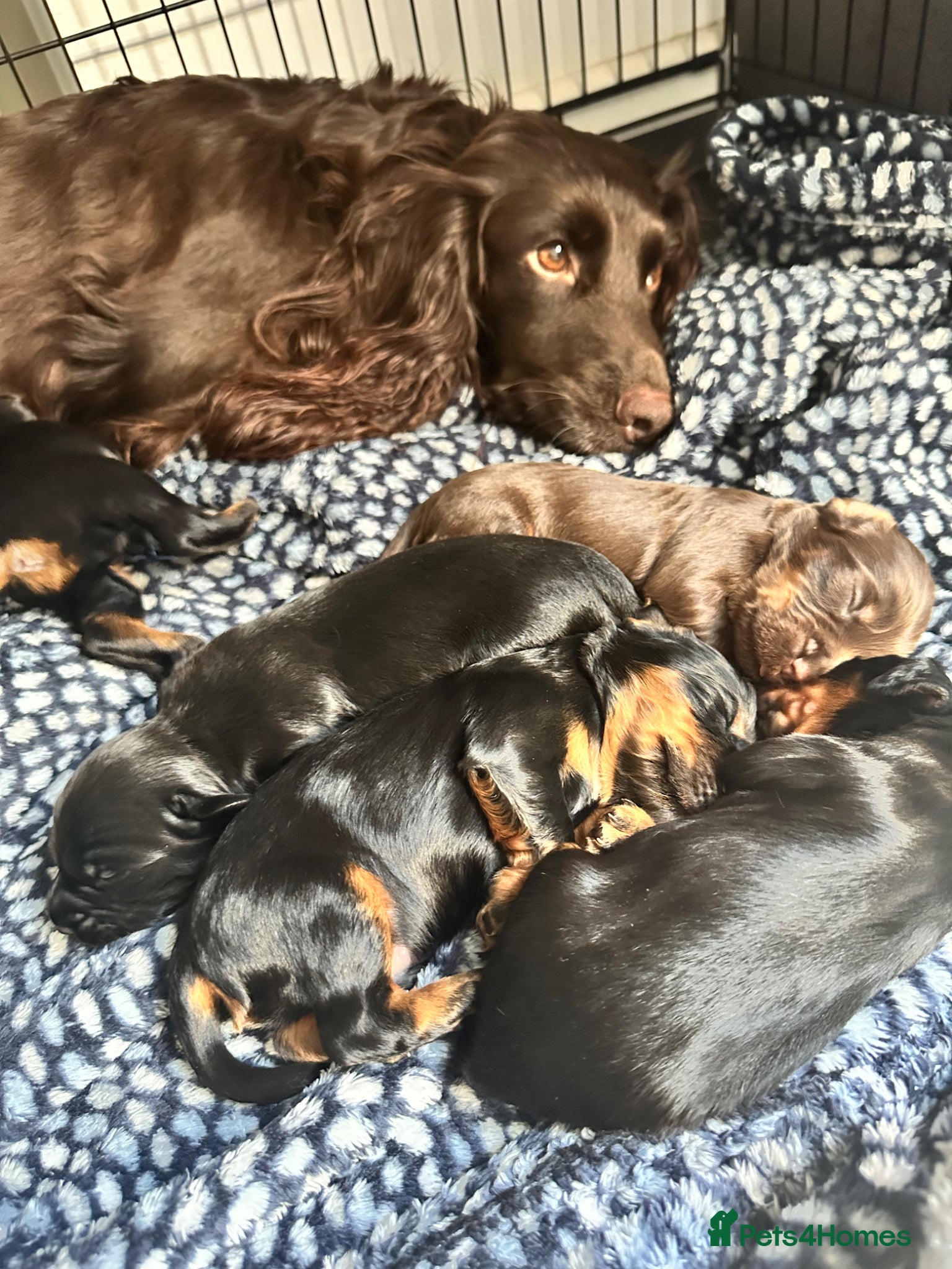 Cocker Spaniel dogs for sale: KC Registered Cocker Spaniels–DNA Clear Parents 👑 - Advert 10