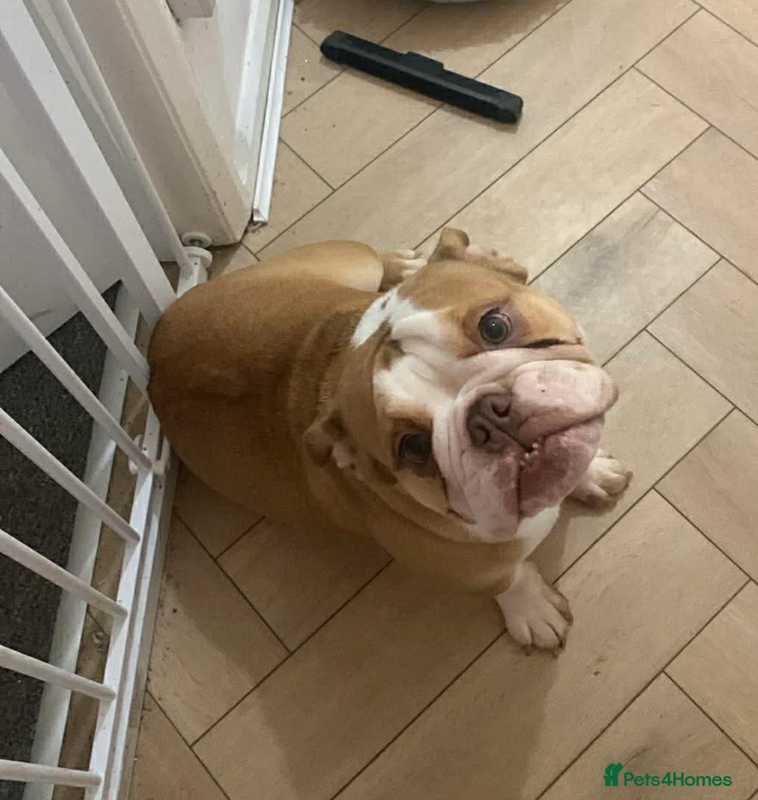 English Bulldog dogs for sale: Miss Tess Davies  in Cardiff - Advert 3
