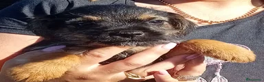 Border Terrier 5