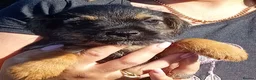 Border Terrier dogs for sale: Border terrier puppies  - Advert 14