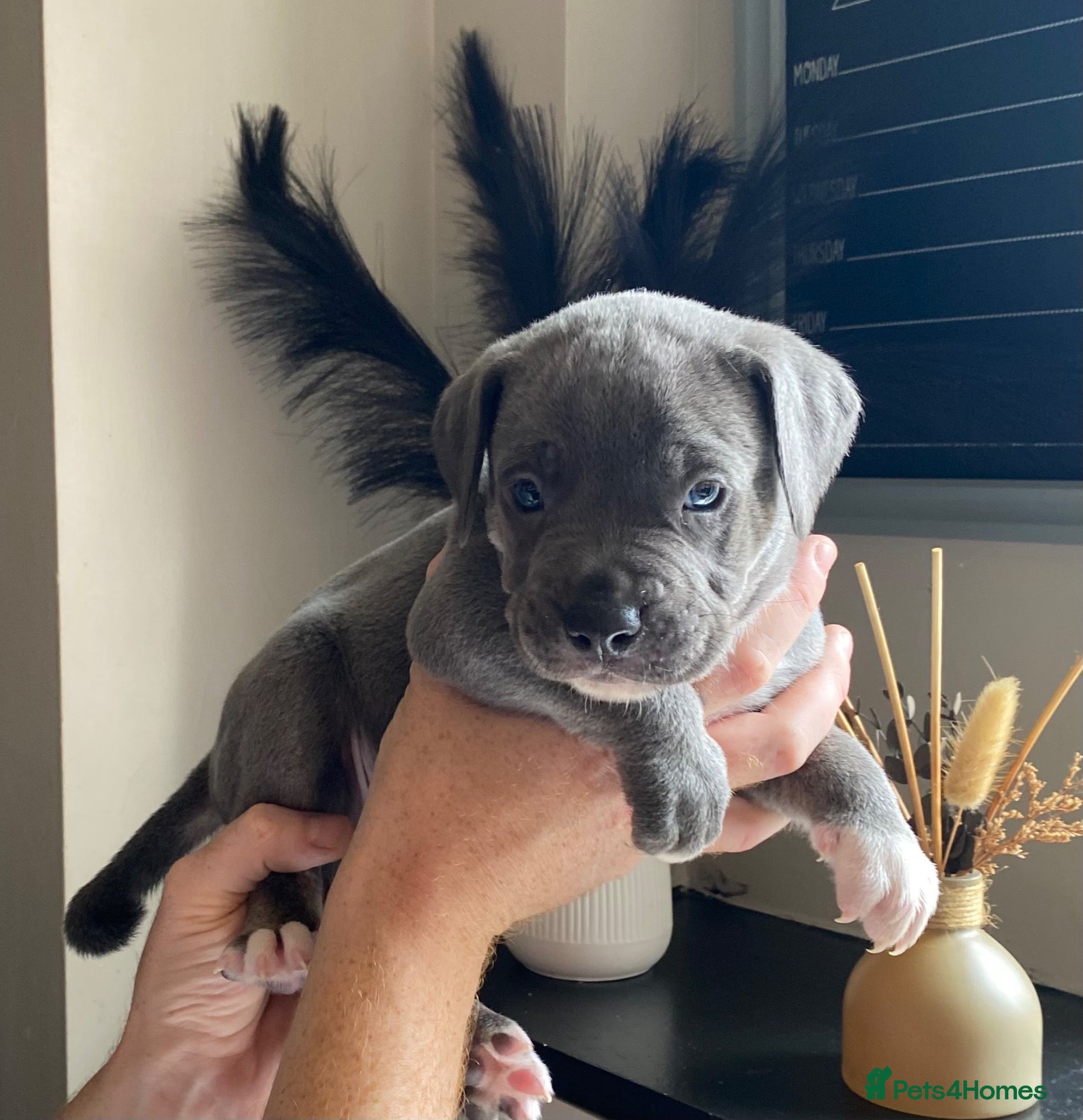 Mixed Breed dogs Cane Corso X Staff Puppies -Ready to Leave October - Advert 8