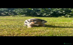 Dachshund dogs for sale: Dachshund - Image 2