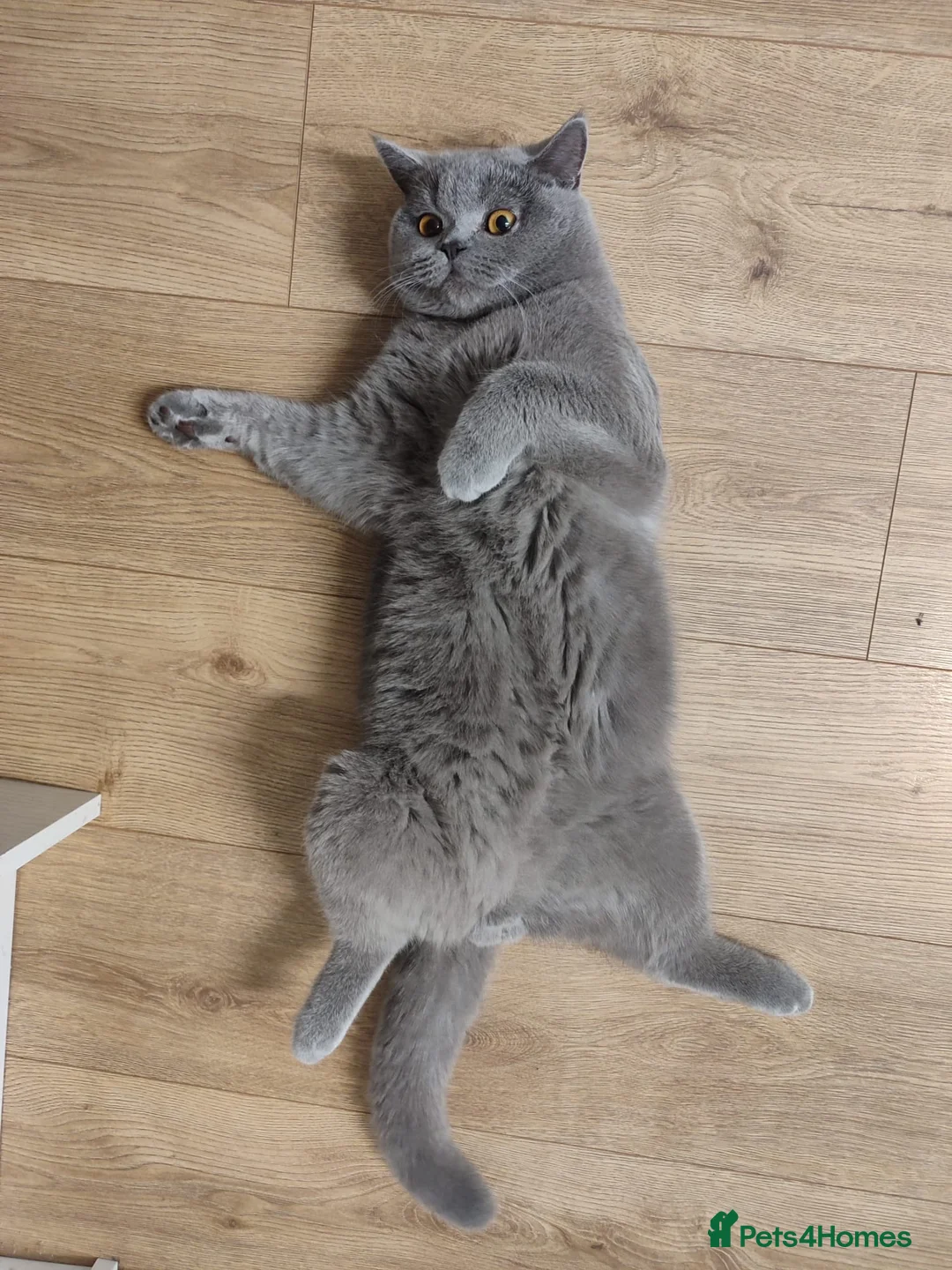 British Shorthair cats for stud: Rocky boi on Heat!! - Advert 3