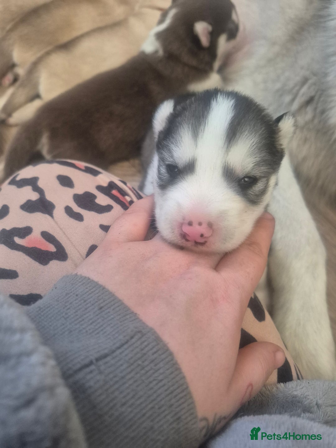 Alaskan Malamute dogs for sale: Beautiful husky malmute puppies - Advert 18