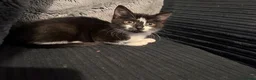 Domestic Shorthair cats for sale: Two beautiful rescue kittens - Advert 6