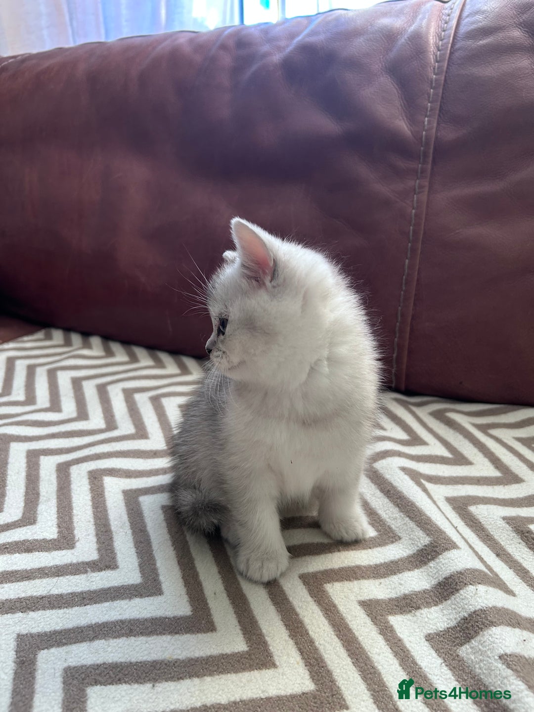 Scottish Fold cats for sale: Little buddies looking for home - Advert 21