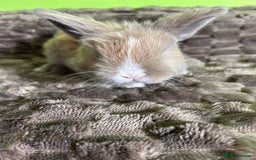 Mini Lop rabbits for sale: Pure breed mini lops  - Image 5